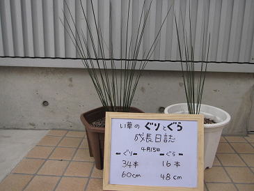 い草栽培2010