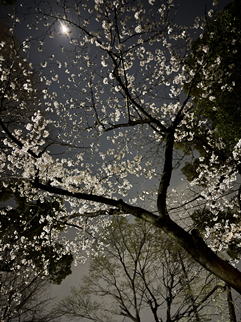 �����Ђ̖��