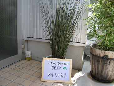 い草栽培